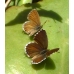 Geranium Bronze Butterfly Cacyreus marshalli 10 larvae